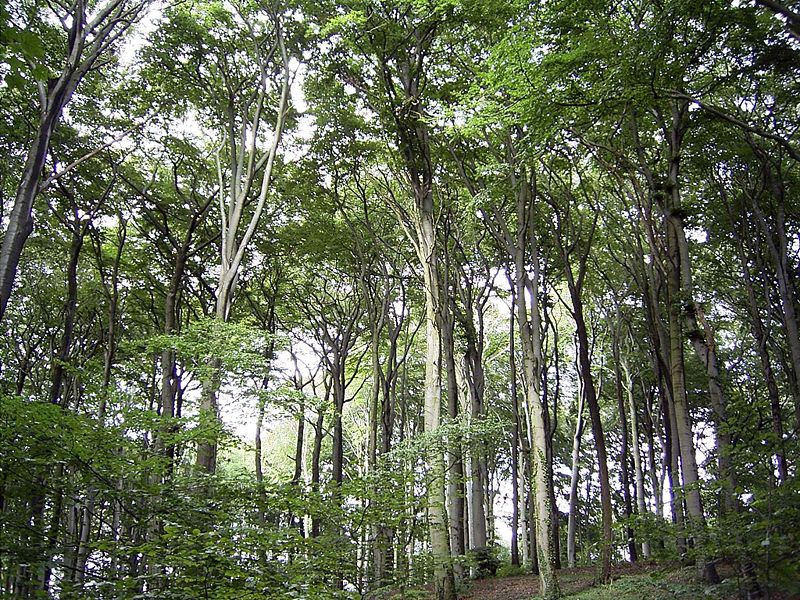 Zakaz wstępu do lasu w Nadleśnictwie Chotyłów