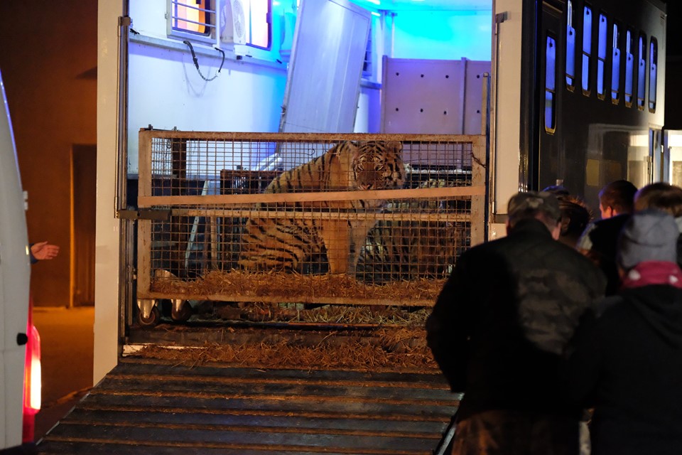 Tygrysy z granicy dotarły do zoo w Poznaniu. Są w złym stanie