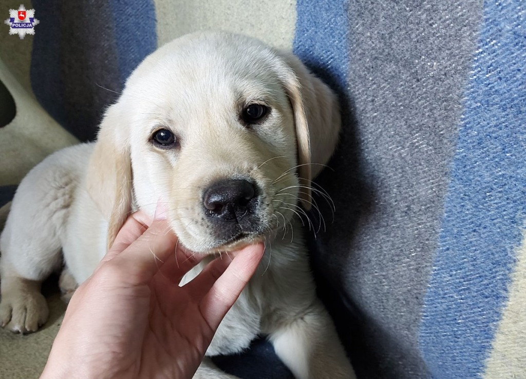 Dzięki policjantom pies wrócił do małej właścicielki