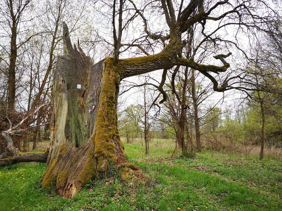 Gmina Sławatycze uratuje kilkusetletnie dęby z Jabłecznej