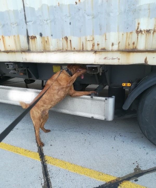 Pies wykrył przemyt papierosów na granicy w Koroszczynie