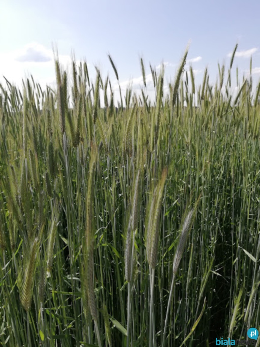 Ukończ kurs i zdobądź hulajnogę