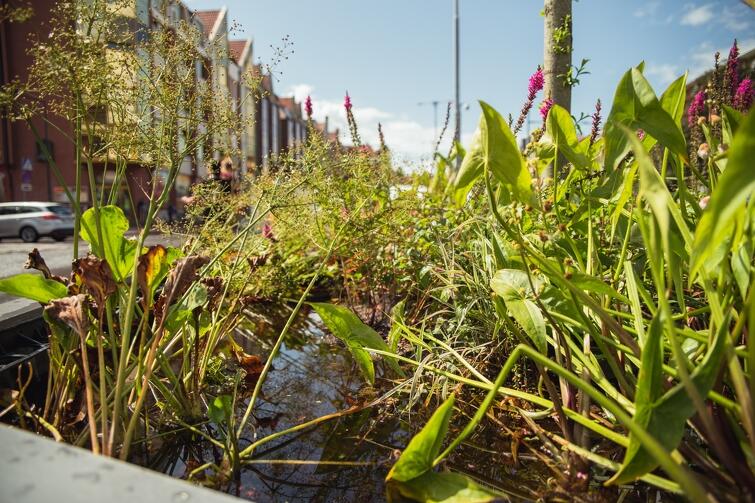 Przyjdź i zasadź drzewo. Tworzenie rabaty retencyjnej w Gminie Łomazy