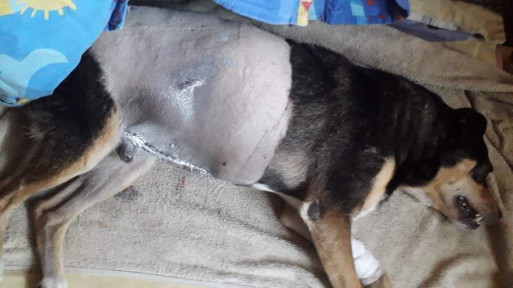 Postrzelono psa z wiatrówki. Poszukiwany jest sprawca