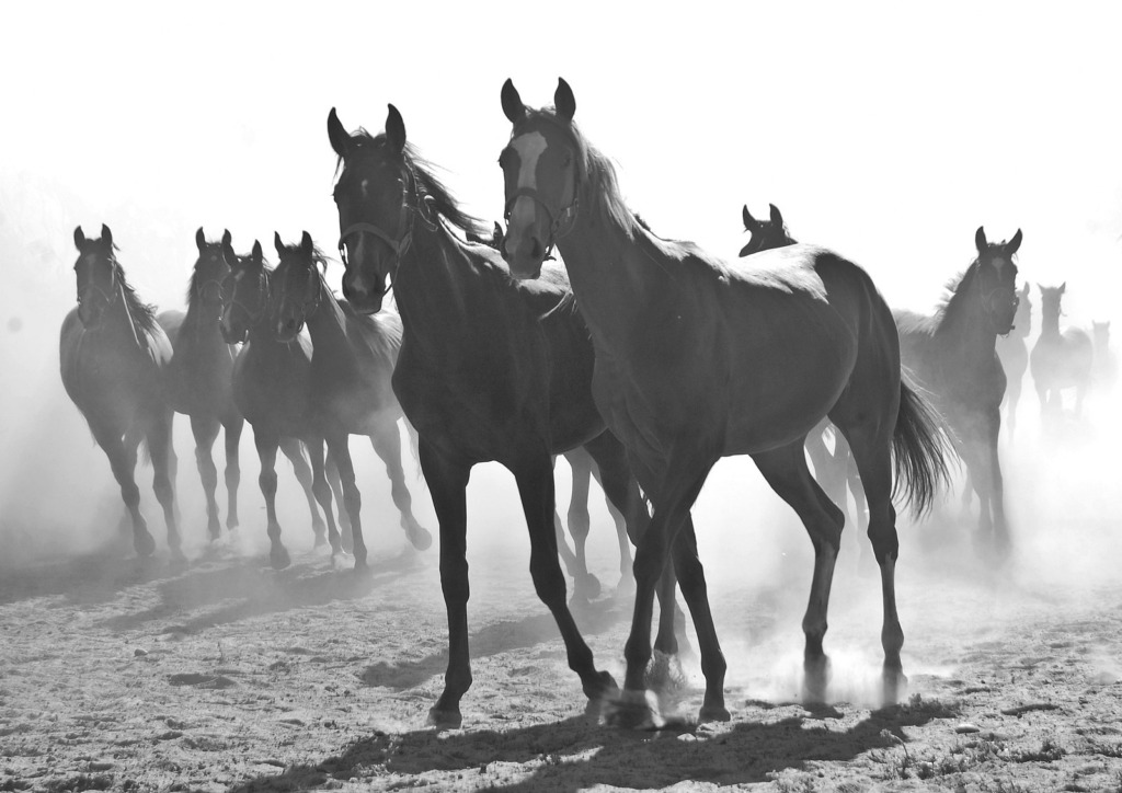 Rozstrzygnięcie Konkursu Fotograficznego „Konie, jeźdźcy, zaprzęgi”