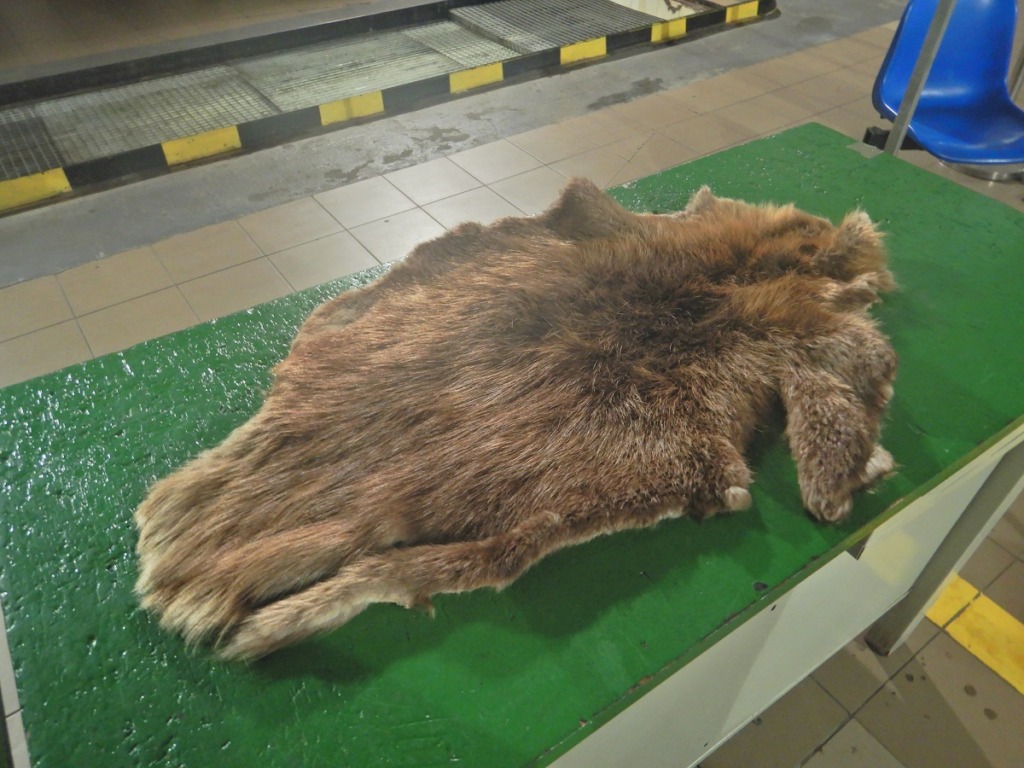 Skóry bobra jako samochodowe dywaniki