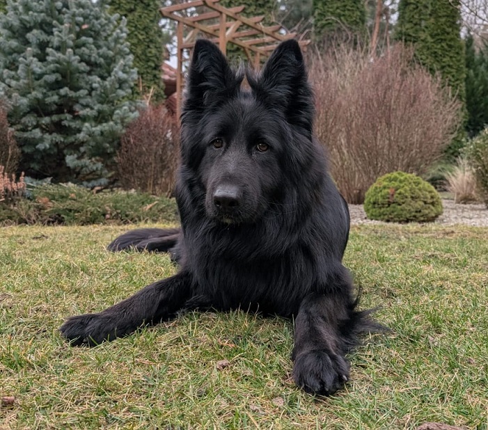 42-latek ukradł owczarka i szybko znalazł kupca