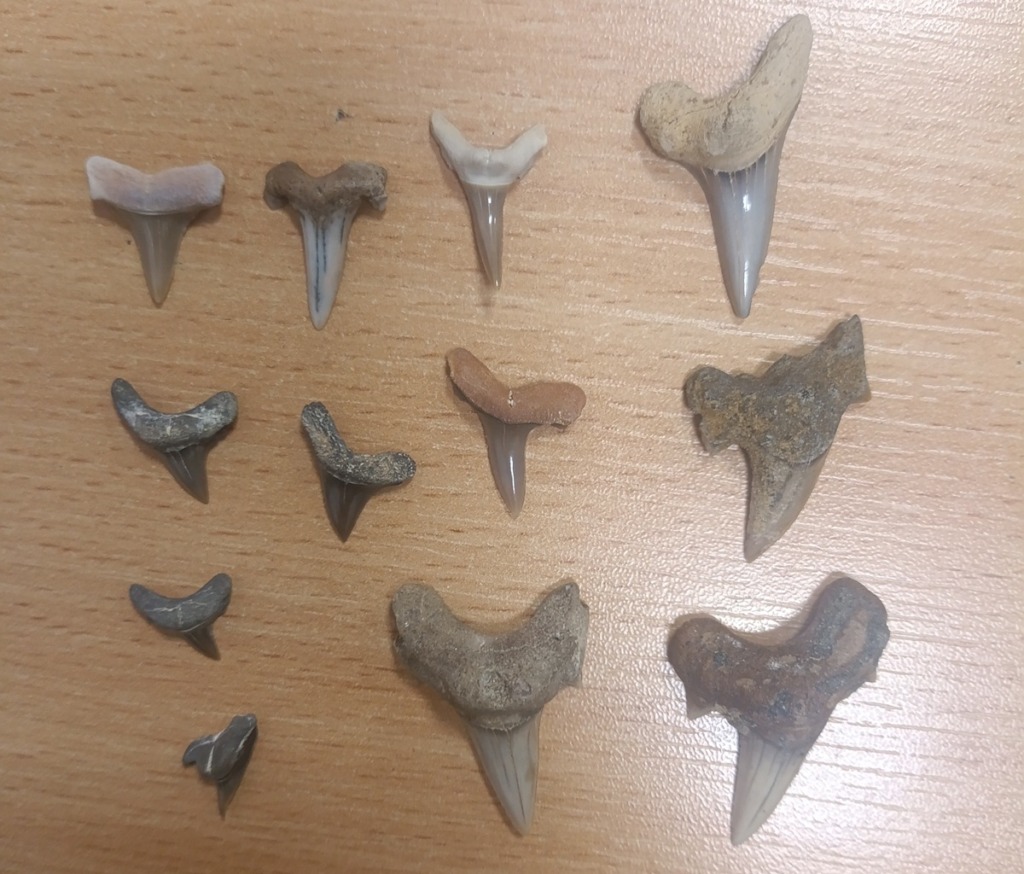 Prehistoryczne skamieniałości w mercedesie na granicy w Terespolu