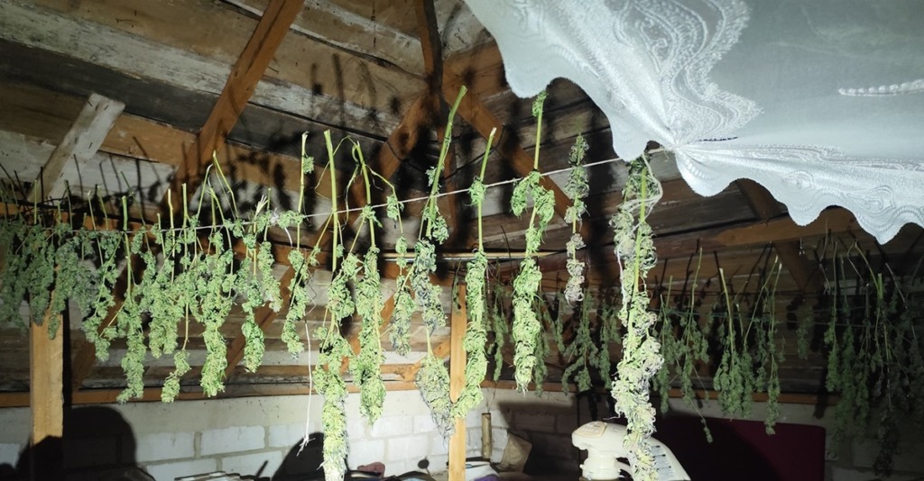 Miał własną „fabrykę” marihuany. Teraz grozi mu nawet 20 lat więzienia