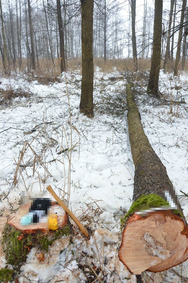 Tragiczny wypadek przy wycince drzew. Nie żyje 66-latek