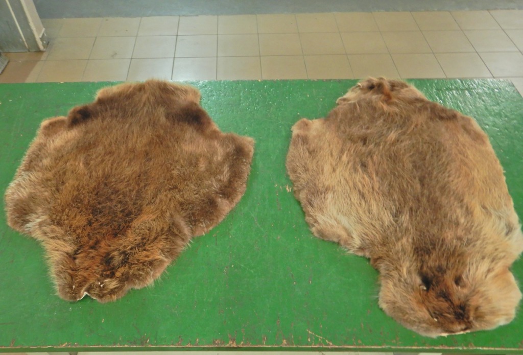 Chciał wwieźć skóry bobra do Polski. Nie miał wymaganych dokumentów