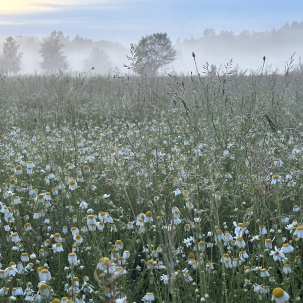 Fotografia konkursowa Marcina Żelazka „Zmaganie rowińskiej łąki z mgłą” opublikowana przez Gminę Wisznice