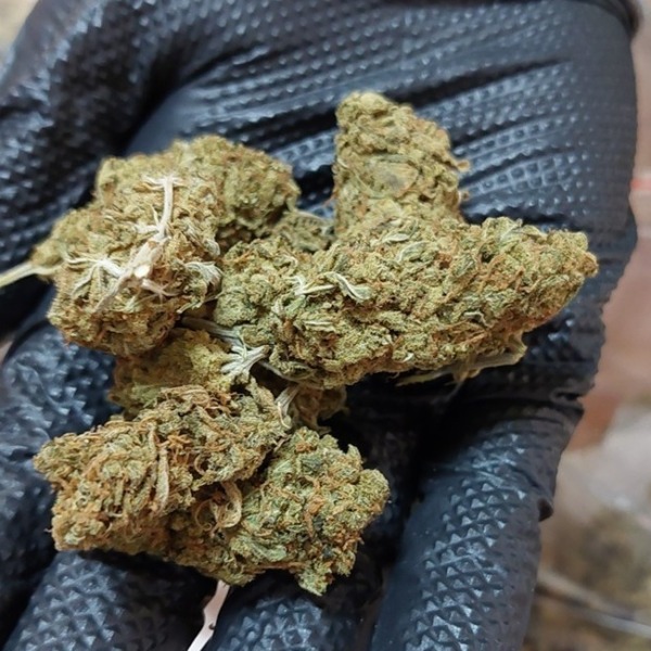 Zdjęcie z oficjalnego materiału KMP Biała Podlaska o zabezpieczeniu blisko 1,5 kg narkotyków
